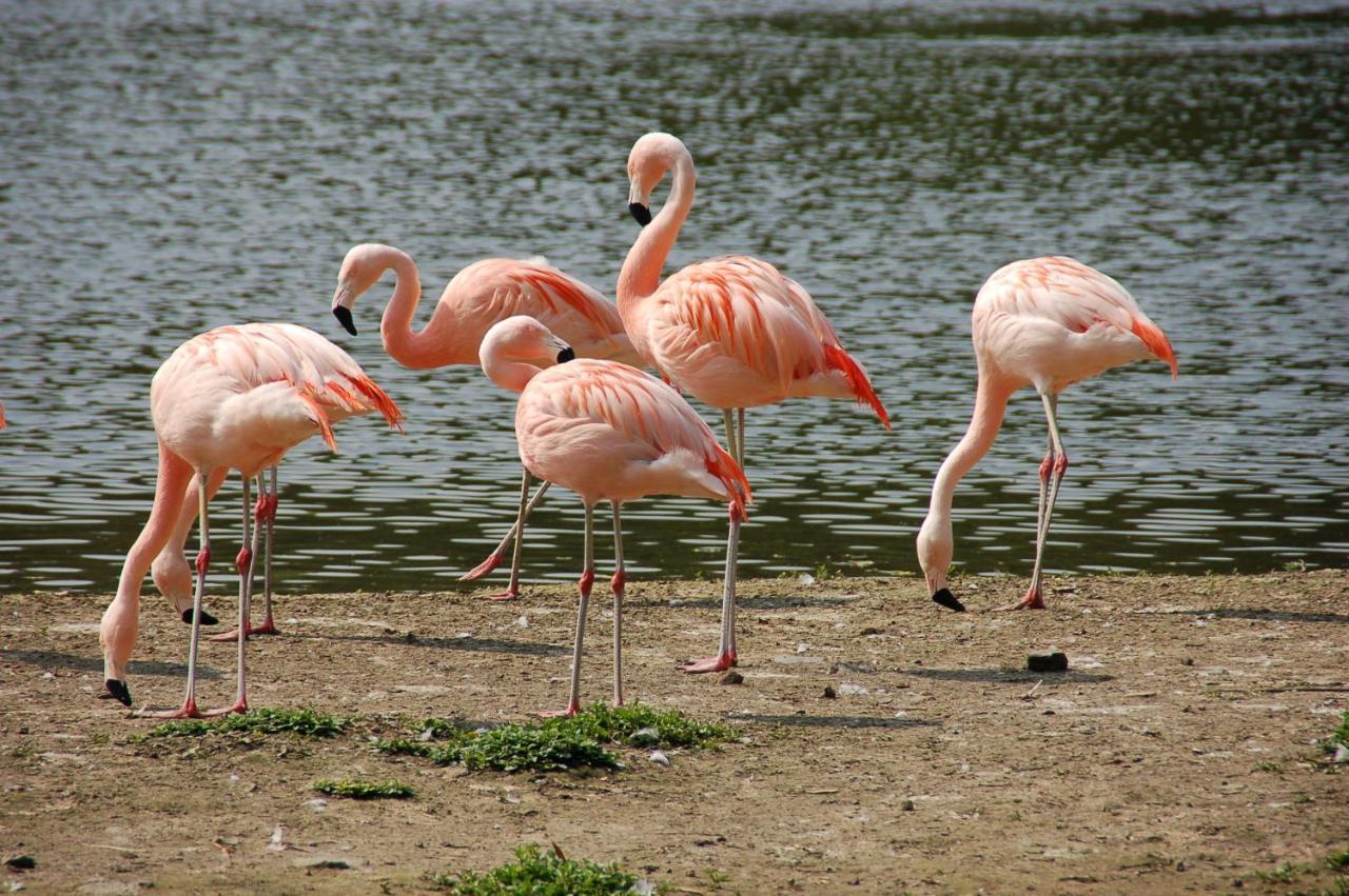 Bulle D Evasion Silly Pres De Pairi Daiza Bed and Breakfast Εξωτερικό φωτογραφία